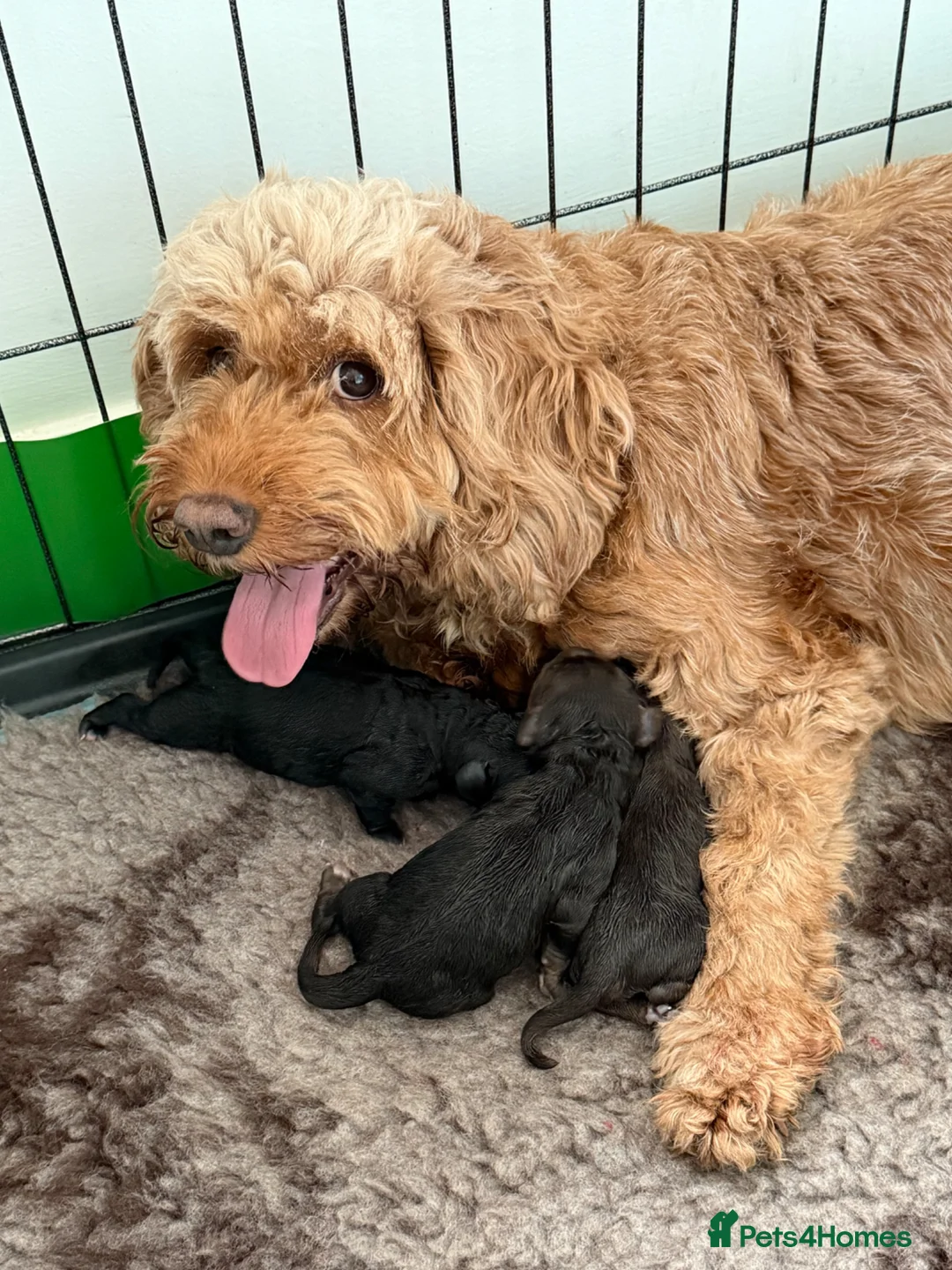 Cockapoo dogs for sale: F2 Miniature Cockapoos - Advert 3