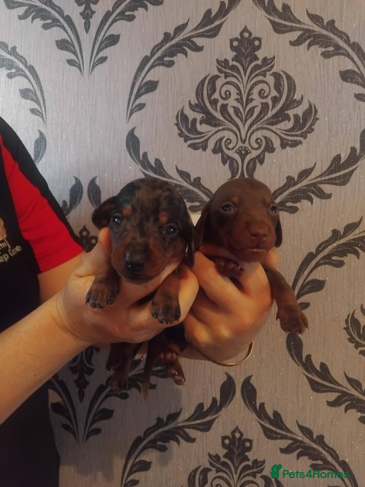 Miniature Dachshund dogs Kc registered miniature dashchund  - Advert 3