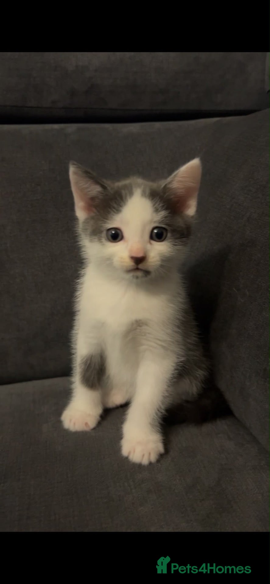 Mixed Breed cats Kittens for sale  - Advert 3