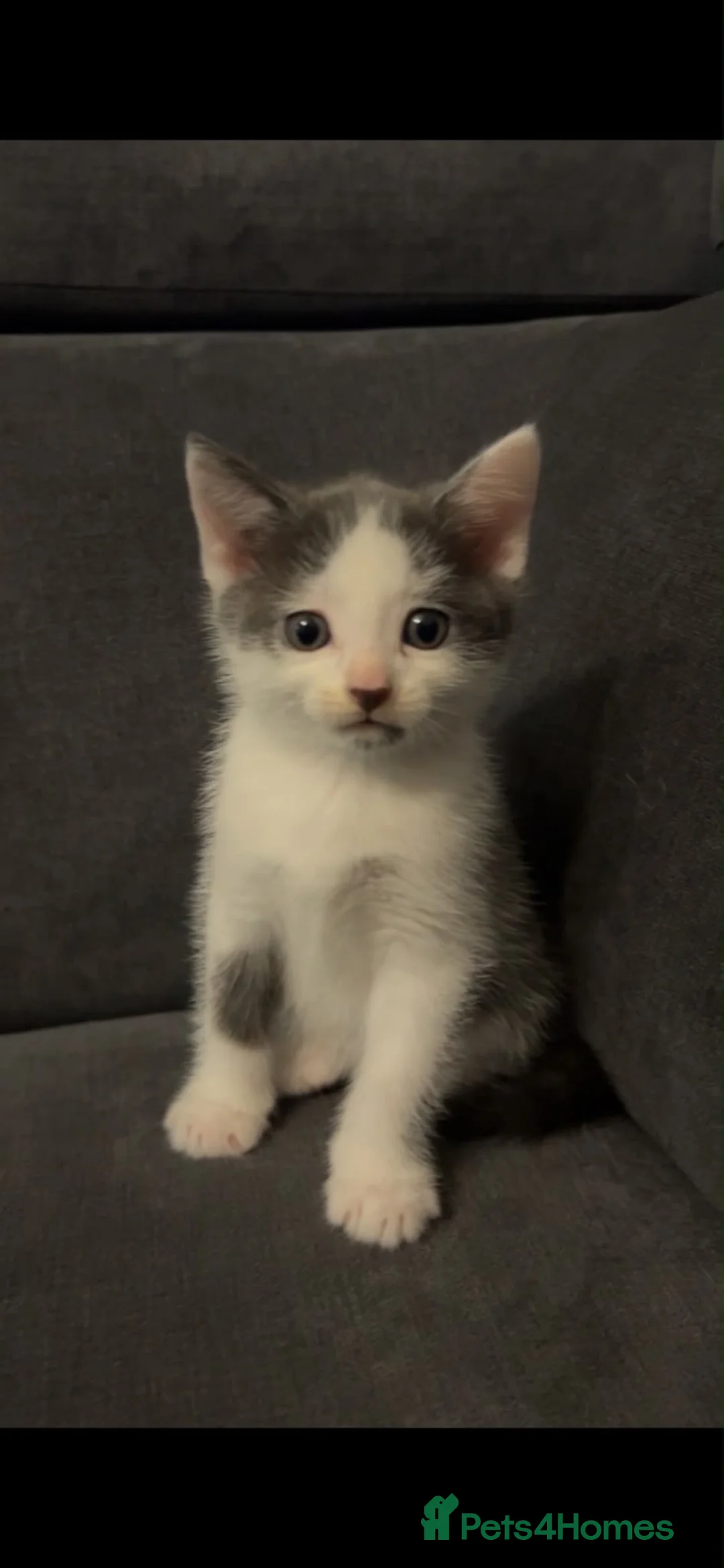 Mixed Breed cats for sale: Kittens for sale  in Bathgate - Advert 1