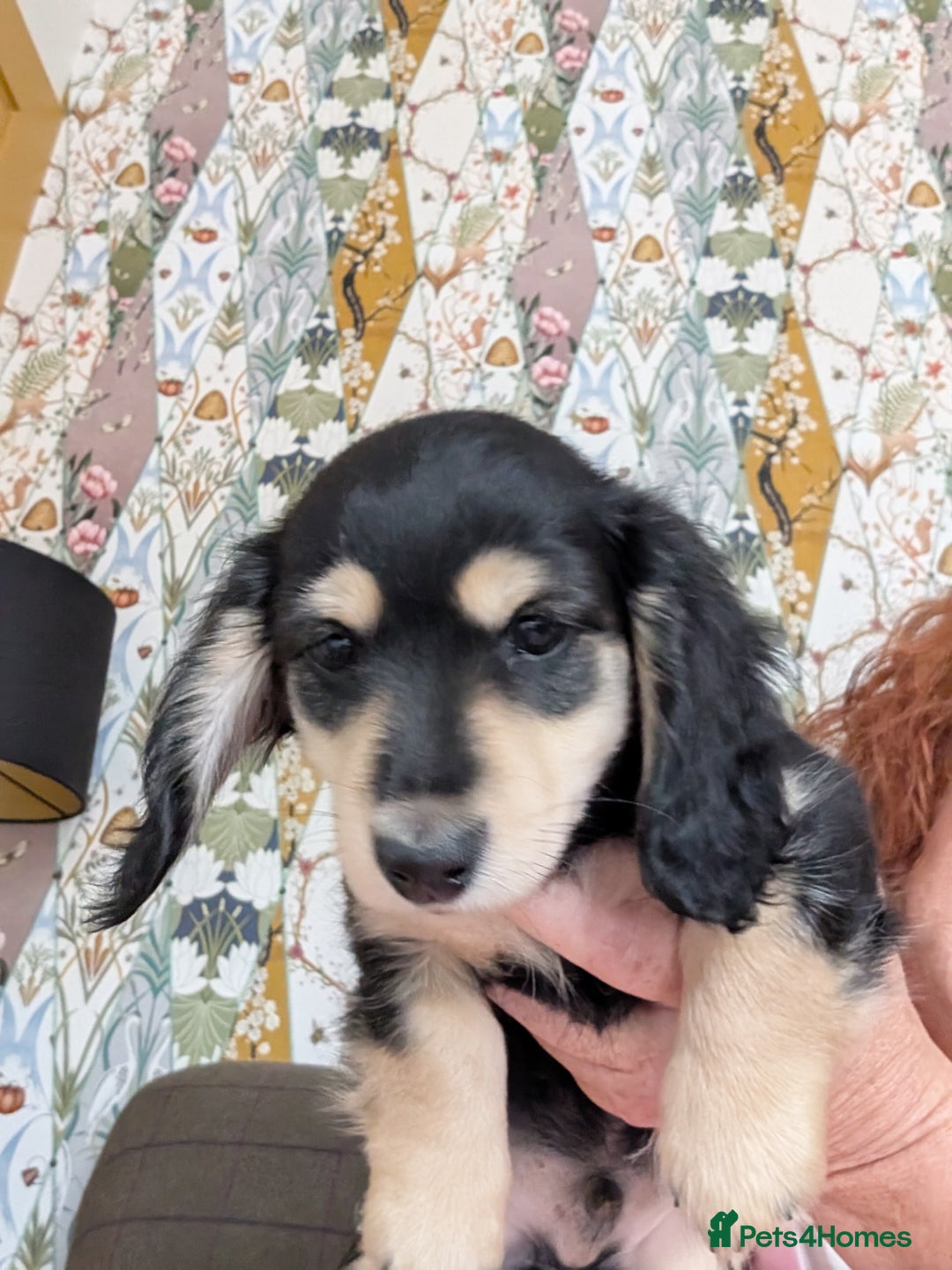 Miniature Dachshund dogs for sale: KC Black and Cream  ready now - Image 18