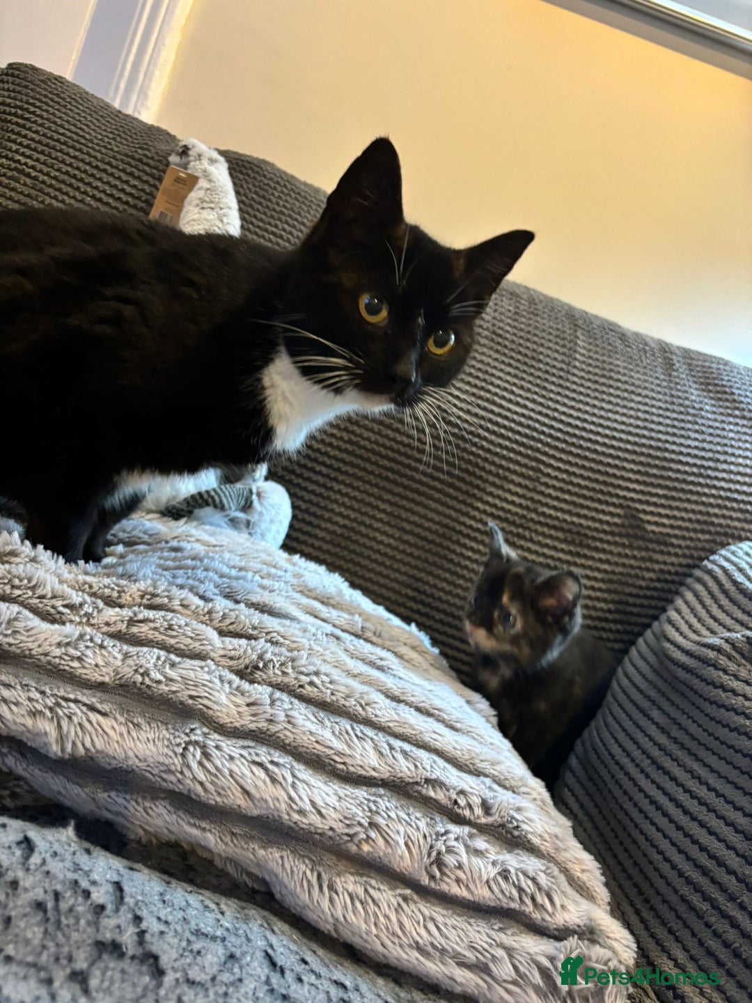 Mixed Breed cats for sale: 2 Beautiful Kittens for sale  - Advert 6