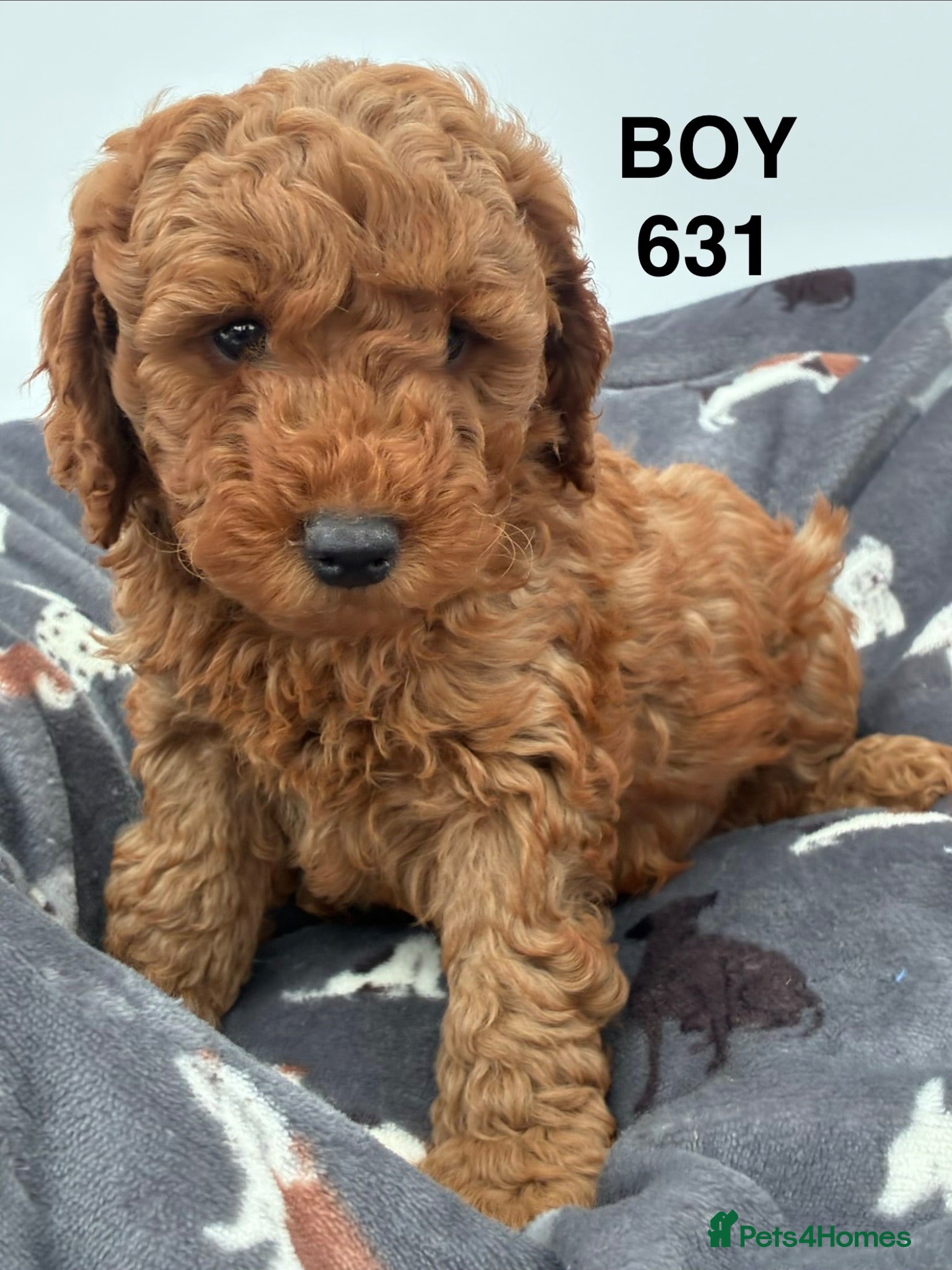 Cockapoo dogs F1b Cockapoo Puppies Available  - Advert 2