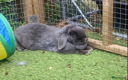 Mini Lop rabbits for sale: Mini lops  - Image 4