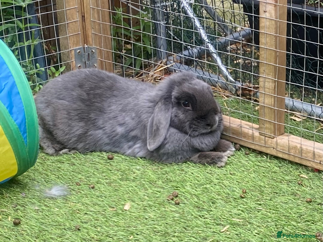 Mini Lop rabbits for sale: Mini lops  - Image 4