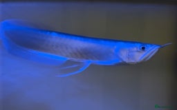 Angelfish fish for sale: Arawana 10 inches long  - Image 1