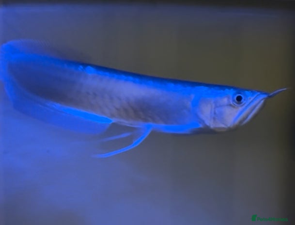 Angelfish fish - Advert 1