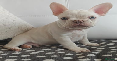 French Bulldog dogs - Advert 6