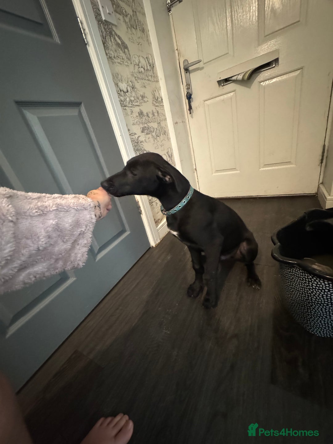 Mixed Breed dogs for sale: Collie grey x Wheaton bull - Image 5
