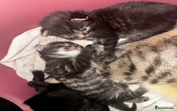 Mixed Breed cats for sale: 2 male 2 female beautiful kittens - Image 19