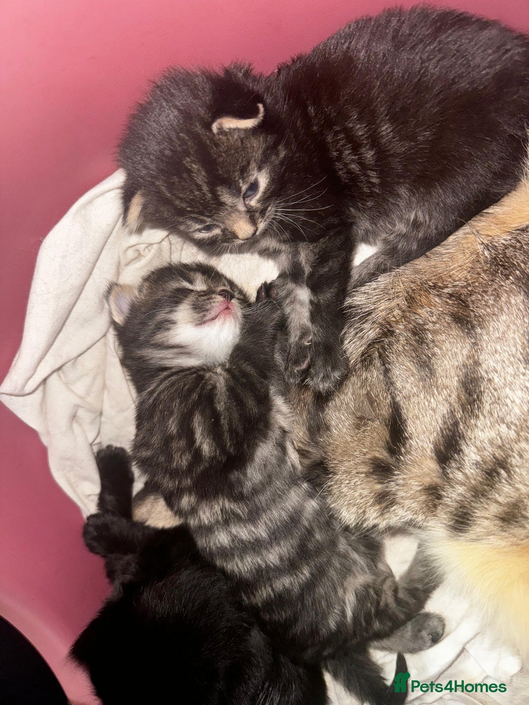 Mixed Breed cats for sale: 2 male 2 female beautiful kittens - Image 19