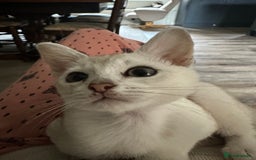 Burmese cats for sale: GCCF reg Pedigree Kittens - Image 25