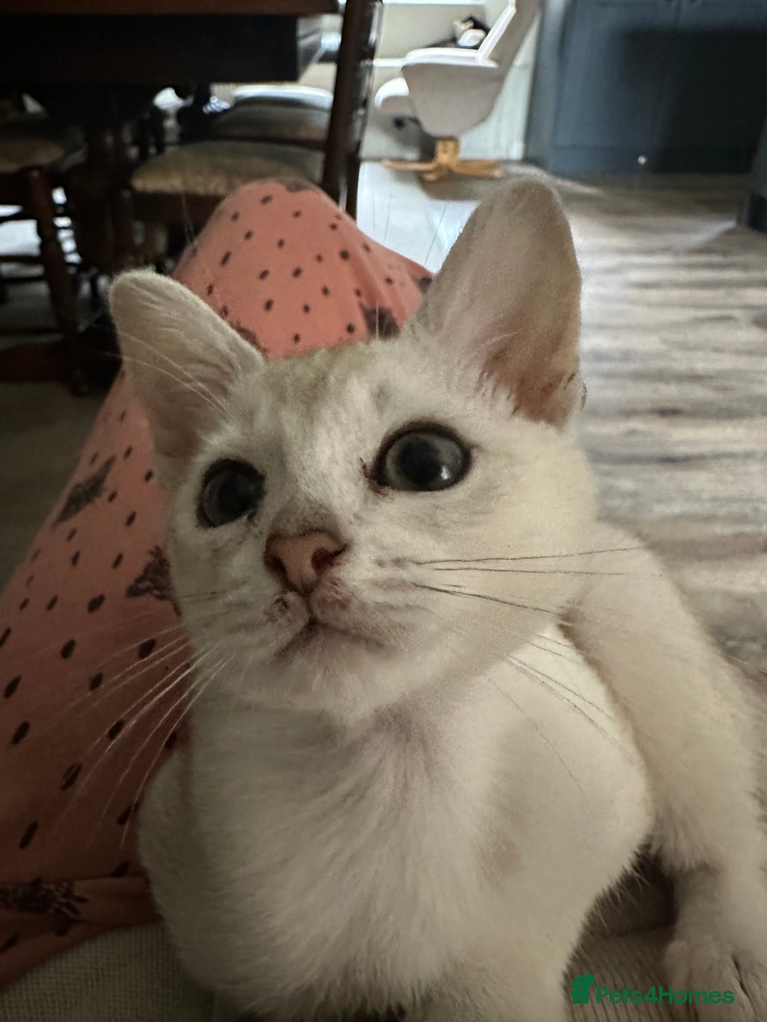 Burmese cats for sale: GCCF reg Pedigree Kittens - Image 25