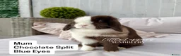 Mini Lop rabbits for sale: Baby Mini Lop Bunnies to reserve! - Advert 12