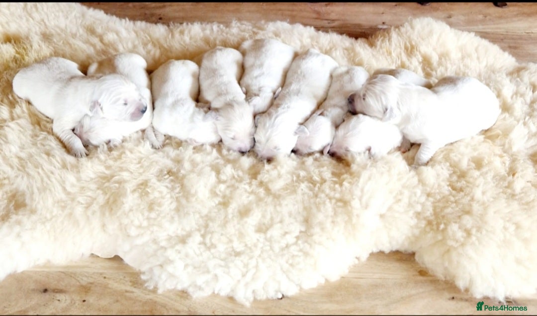 Golden Retriever dogs for sale: Newmiller Retrievers Upcoming Litter Announcement  - Image 14