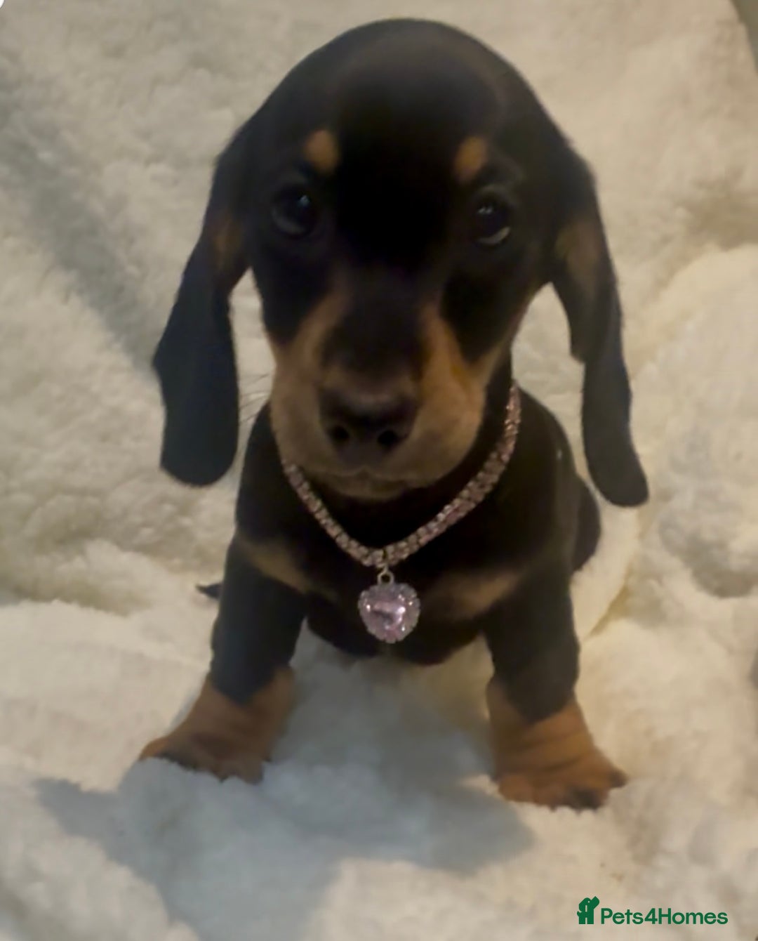 Dachshund dogs for sale: Kc registered miniature smooth daschunds  - Advert 6
