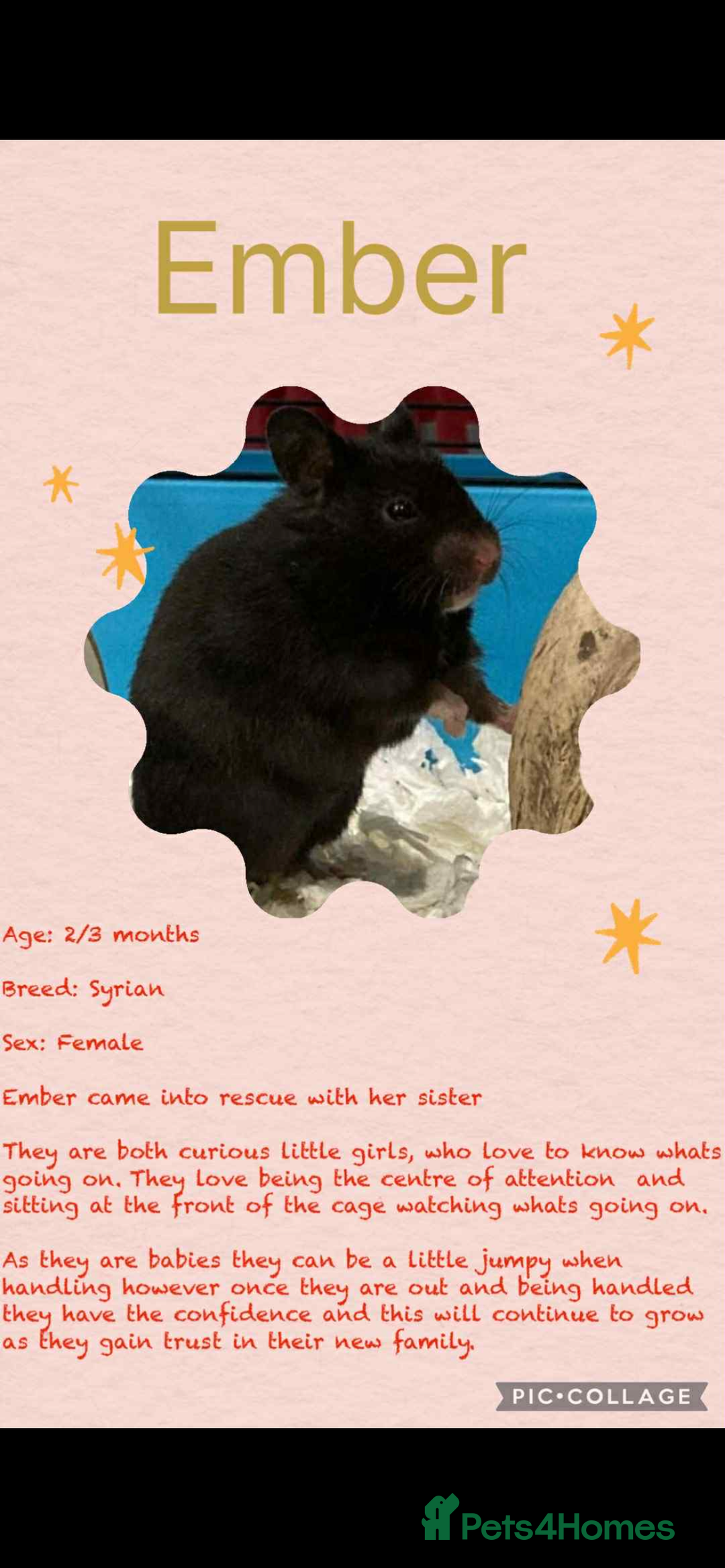 Hamster rodents for sale: Hamsters  - Image 21