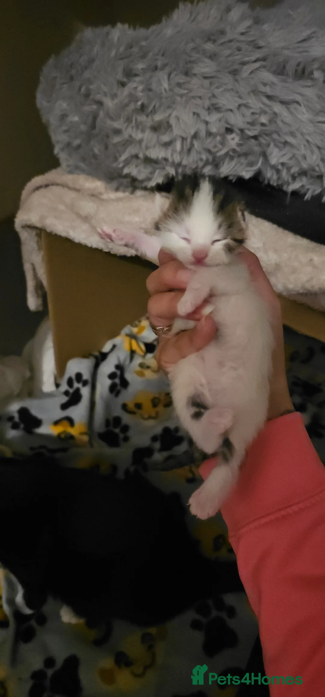 British Shorthair cats for sale: Kittens for sale  in Oldbury - Advert 4