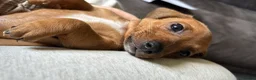 Miniature Dachshund dogs for sale: miniature dachshund pups 1 male and 1 female in Perth - Advert 7