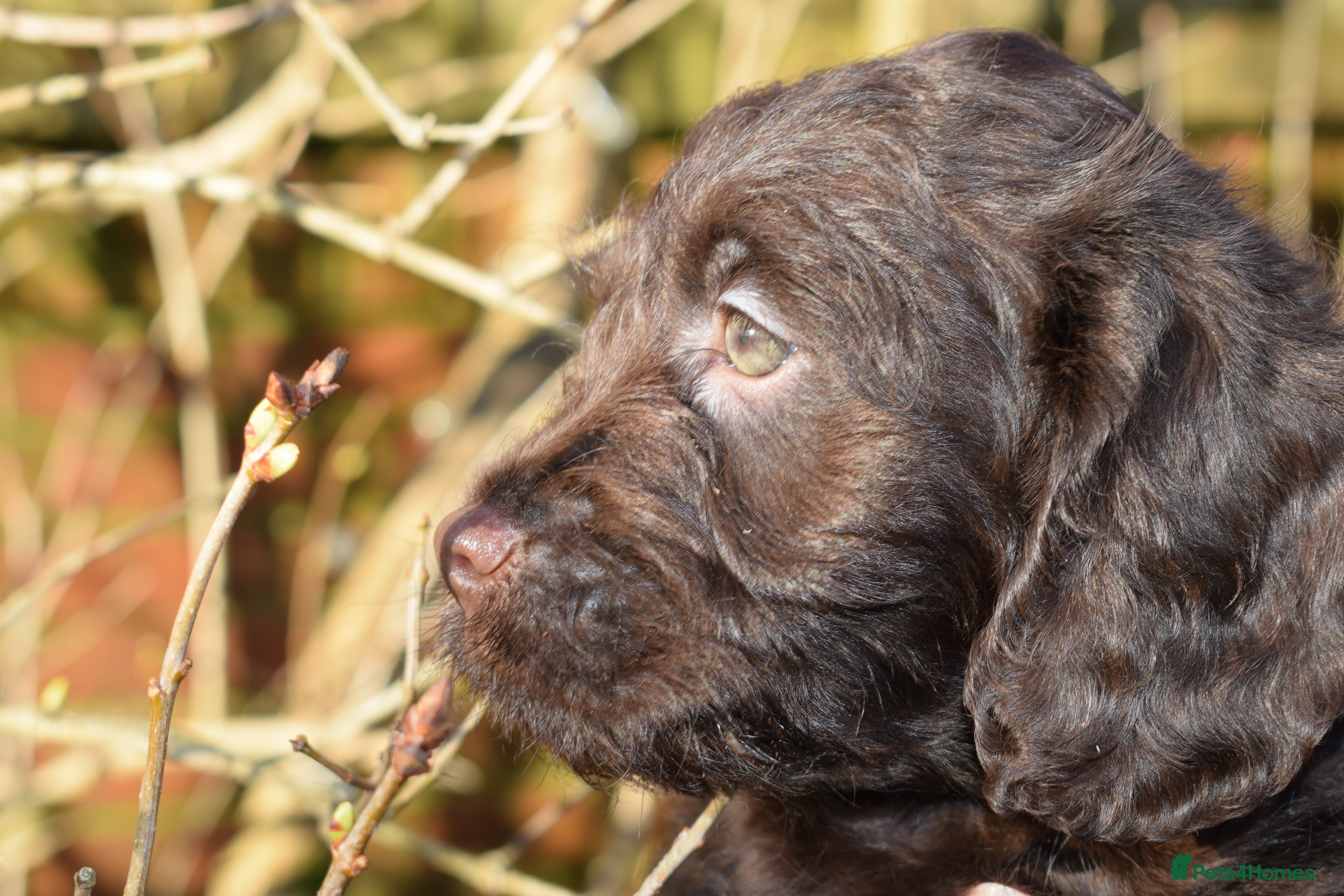 Mixed Breed dogs ✨Aussie Labradoodles Genetics Clear✨ - Advert 16