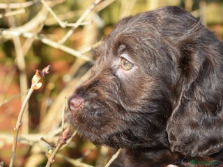 Mixed Breed dogs ✨Aussie Labradoodles Genetics Clear✨ - Advert 16