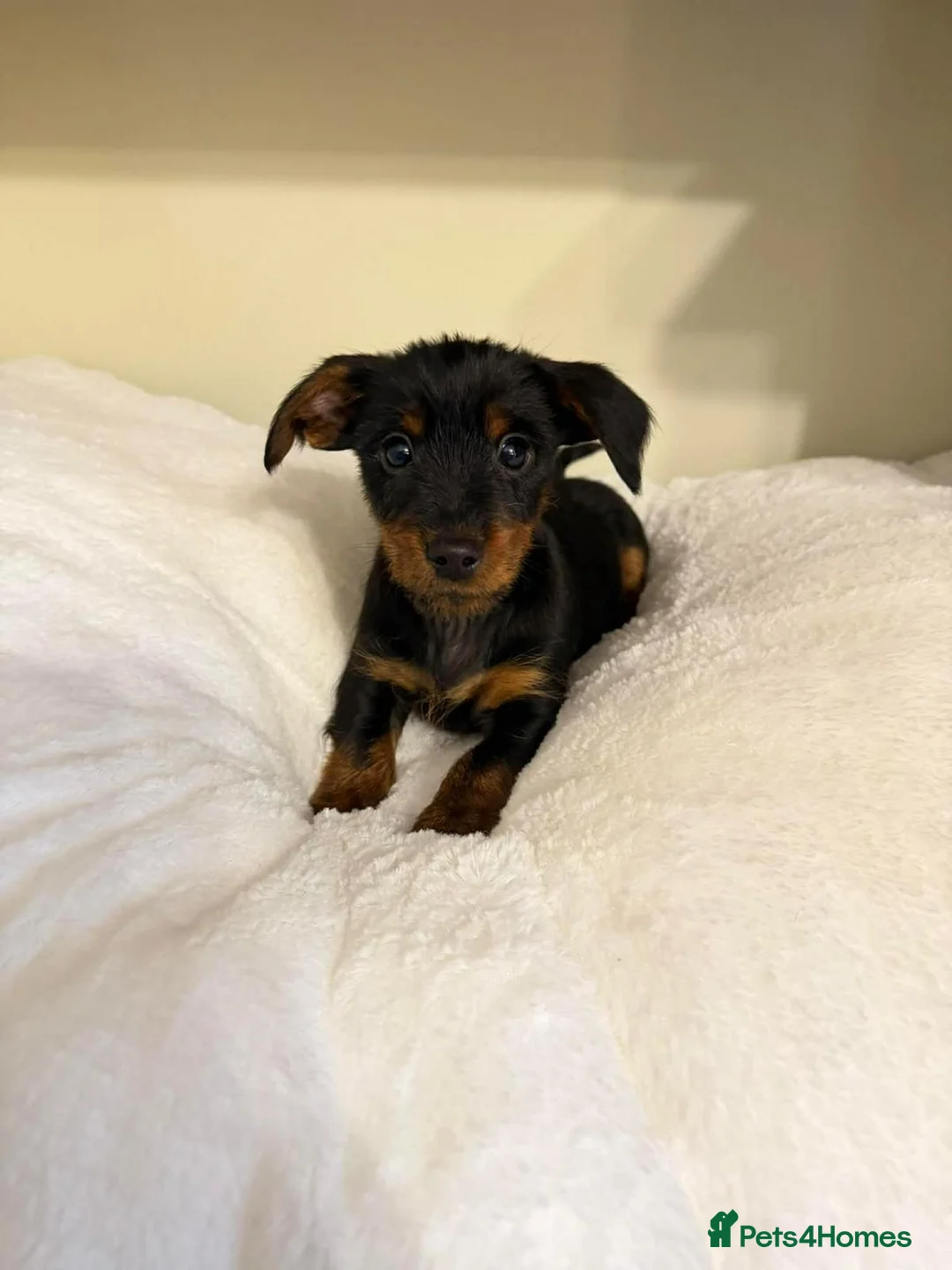 Dachshund dogs for sale: 6 dachshund puppies for sale   - Advert 4