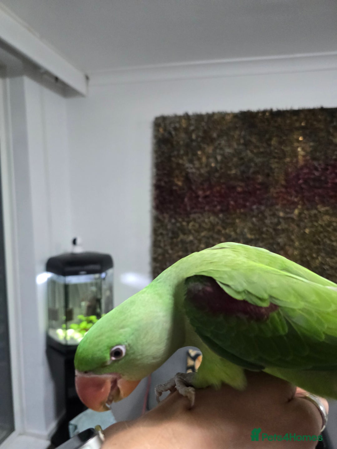 Parrots birds for sale: Alexander Hand Reared 16 weeks old - Image 3