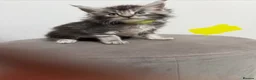 Maine Coon cats for sale: Ready now 😻 - Advert 3