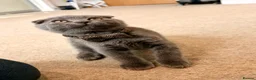 Scottish Fold cats for sale: Beautiful Scottish kitties are looking for a home  - Advert 17