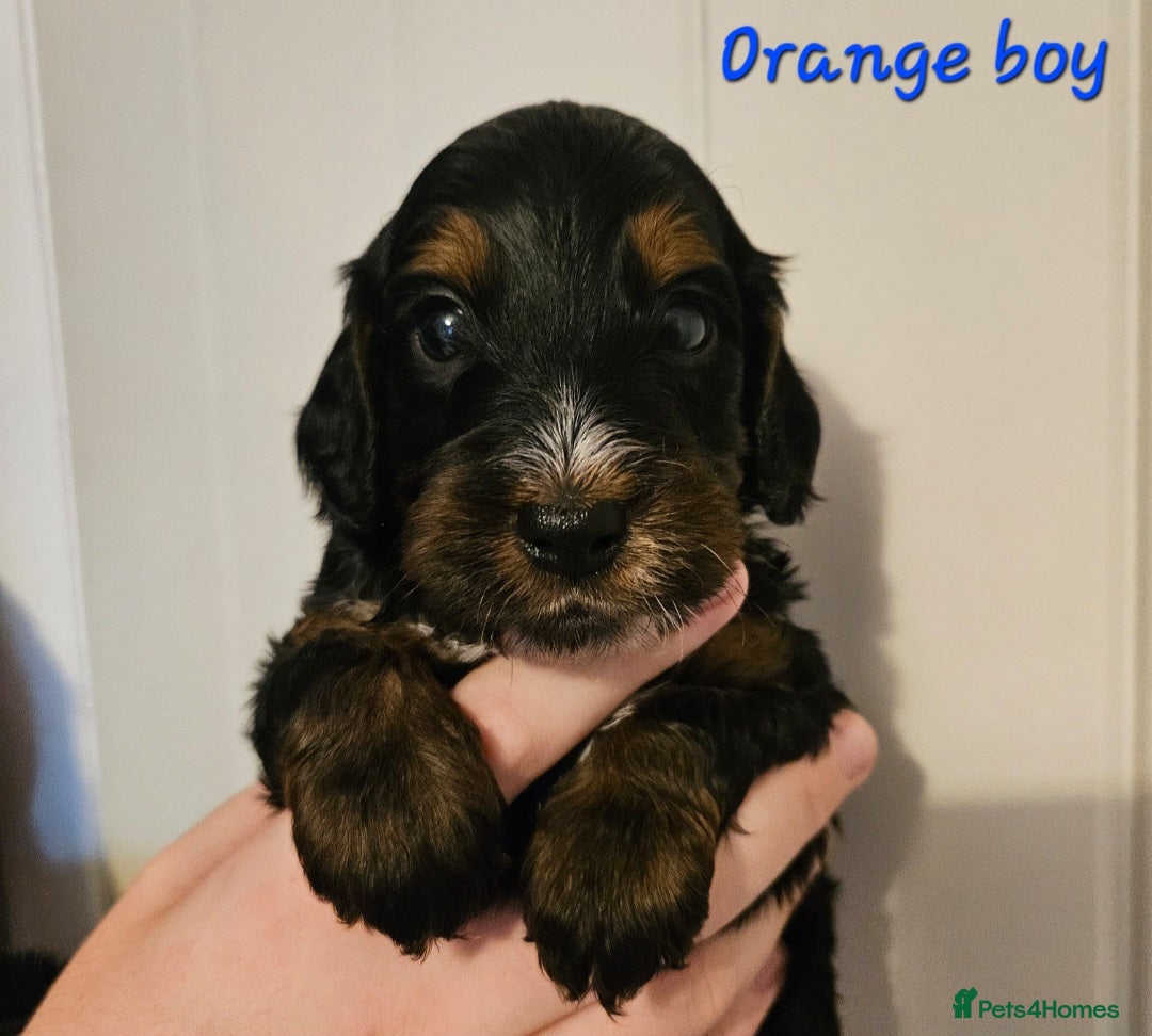 Cockapoo dogs Licensed insured breeder! Show-type cockapoo boys - Advert 1