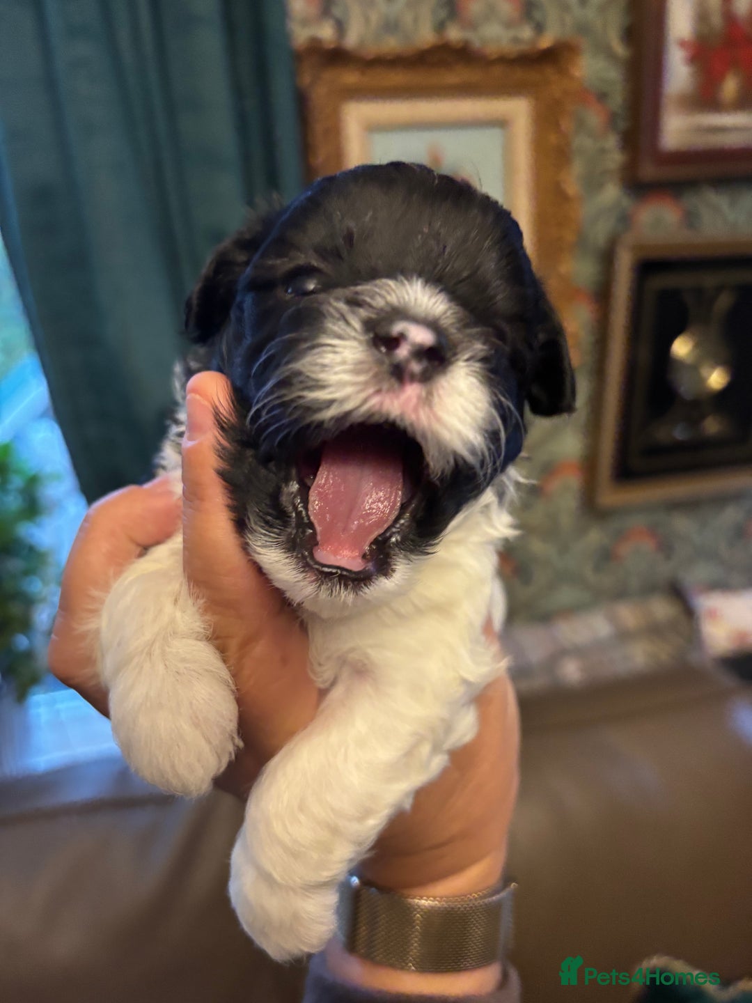 Mixed Breed dogs for sale: Adorable Bolonoodle Puppies - Advert 7