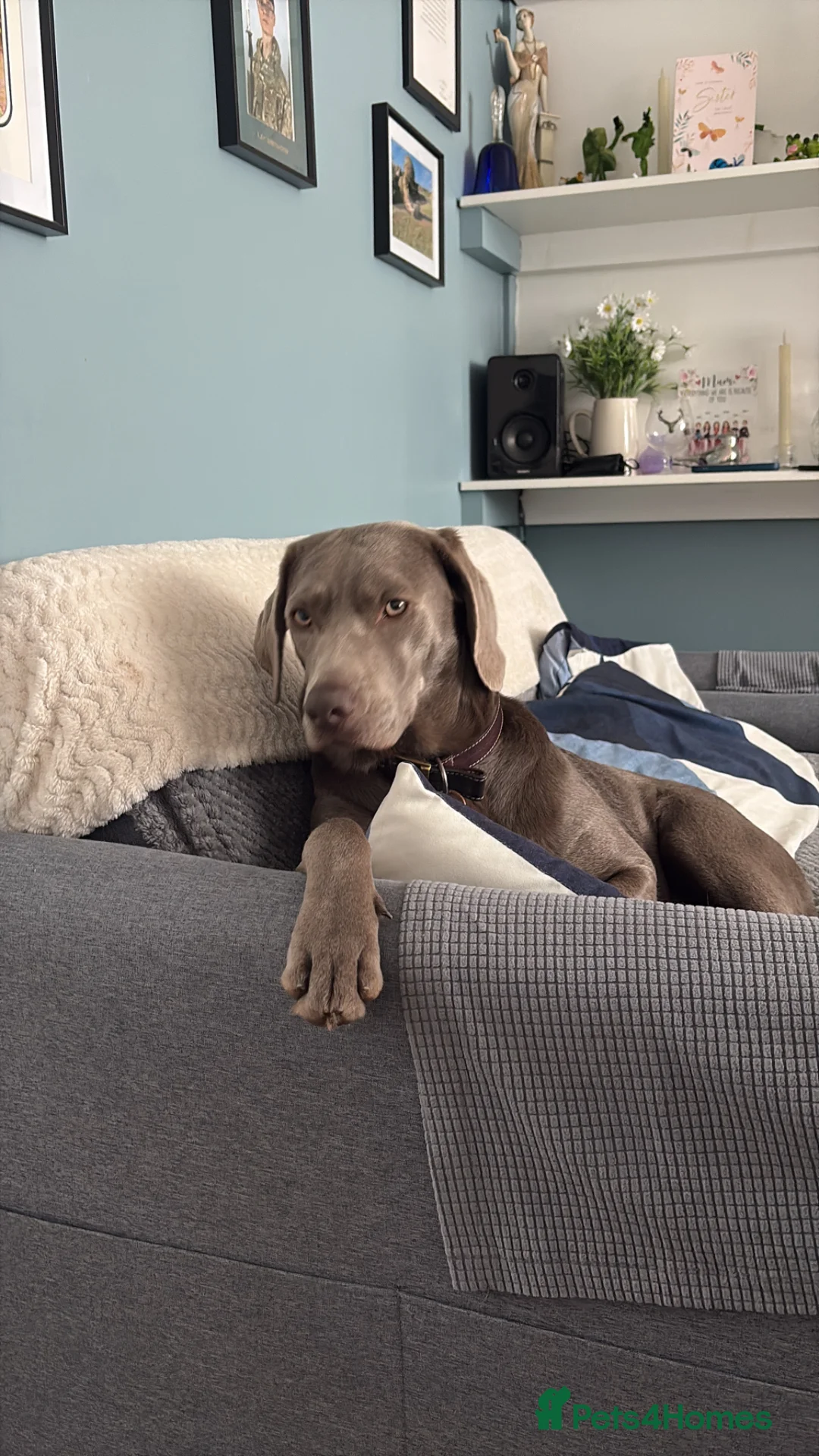 Mixed Breed dogs for sale: Silver Labrador  - Advert 2