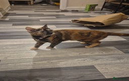 Mixed Breed cats for sale: 3 black and white females and 1 tortoise  - Image 2