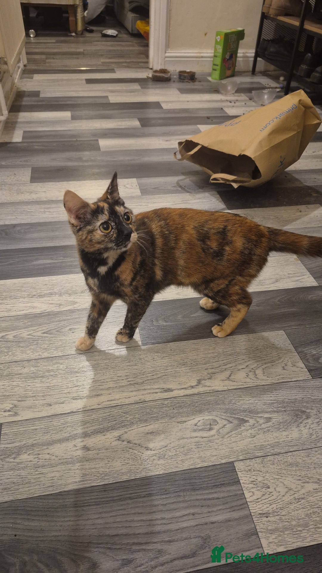 Mixed Breed cats for sale: 3 black and white females and 1 tortoise  - Image 2