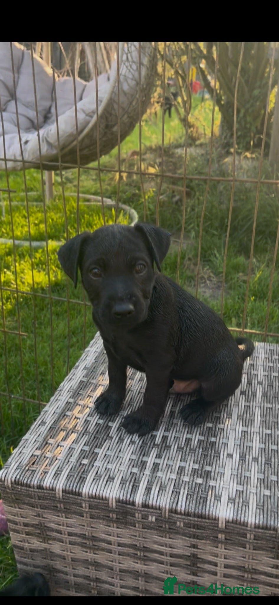 Mixed Breed dogs 3 Patterdale x Lakeland’s boys  - Advert 2