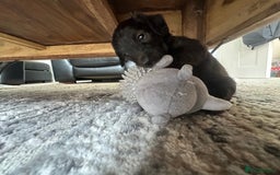 Mixed Breed dogs for sale: Doxiepoo puppys, Dachshund, Poodle - Image 10