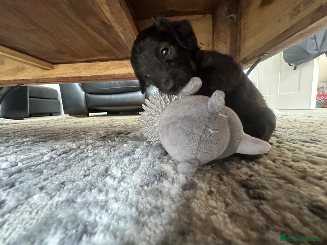 Mixed Breed dogs for sale: Doxiepoo puppys, Dachshund, Poodle - Image 10