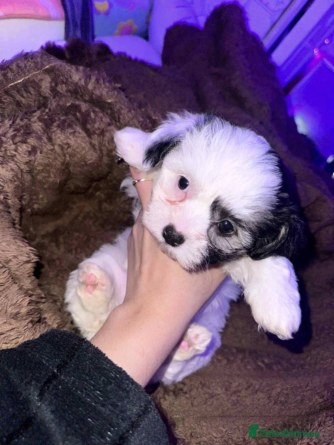 Zuchon dogs for sale: Mixed bishon  - Advert 3