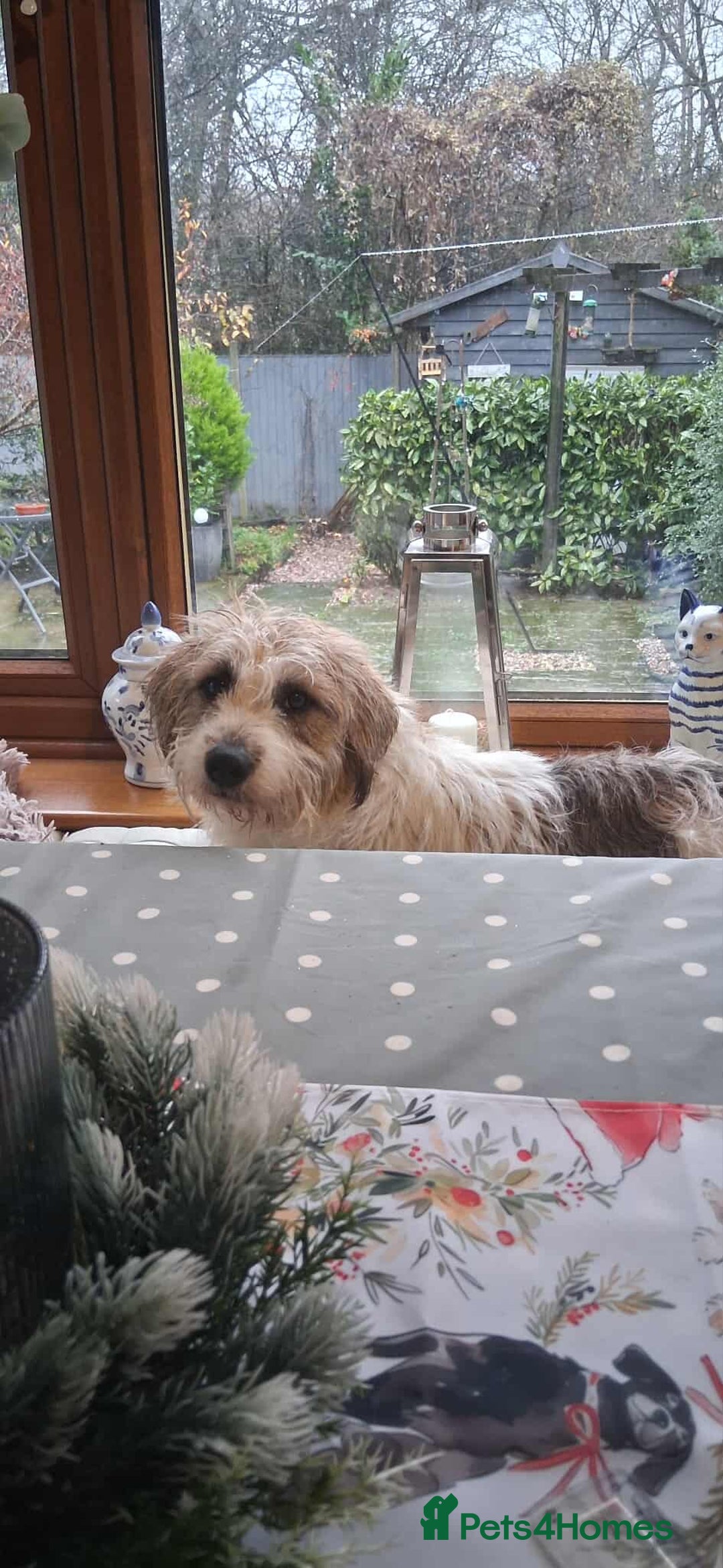 Mixed Breed dogs for adoption: TINK  - Advert 2