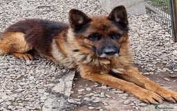 German Shepherd dogs for sale: Tyson - KC German shepherd  - Image 3