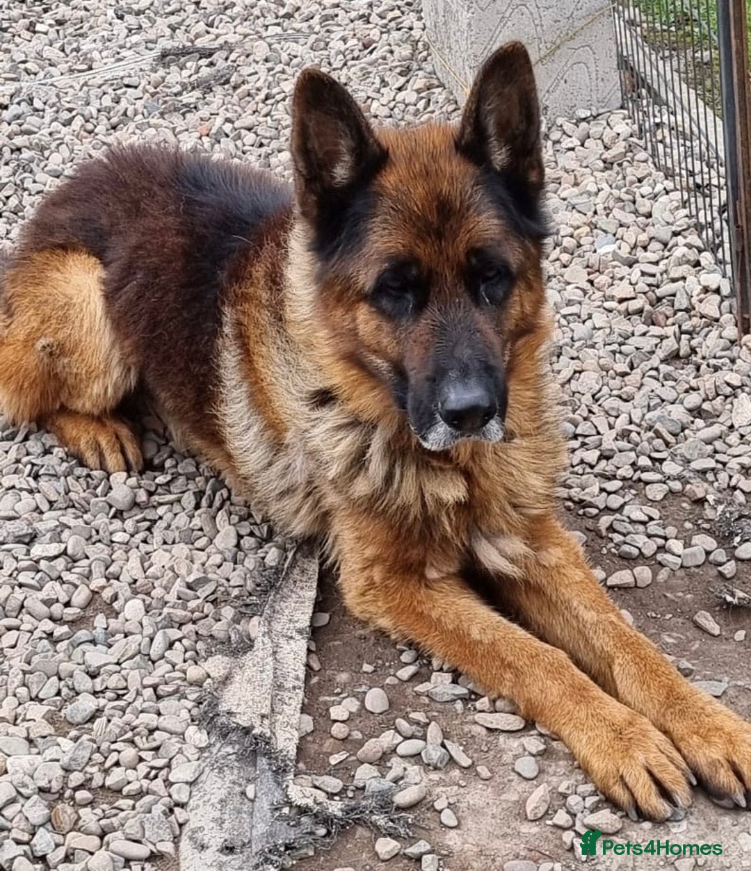 German Shepherd dogs for sale: Tyson - KC German shepherd  - Image 3