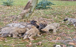 Irish Wolfhound dogs for sale: Irishwolfhounds for sale - Image 7