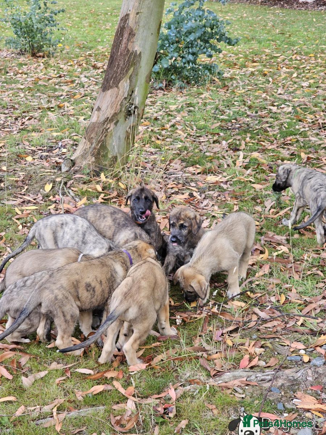 Irish Wolfhound dogs for sale: Irishwolfhounds for sale - Image 7