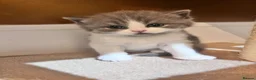 British Shorthair cats for sale: TICA registered pedigree British Shorthair kittens - Advert 6