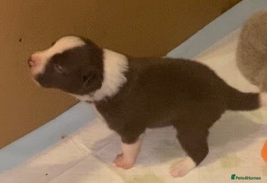 Border Collie dogs Stunning collie pups - Advert 2