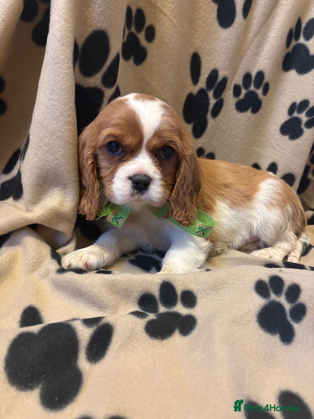 Cavalier King Charles Spaniel dogs for sale: ✨Adorable King Charles Cavalier Puppies✨READY NOW✨ - Advert 4