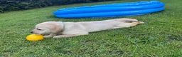 Labrador Retriever dogs for sale: RELISTED DUE TO TIMEWASTER! Gorgeous Lab Puppy - Advert 4