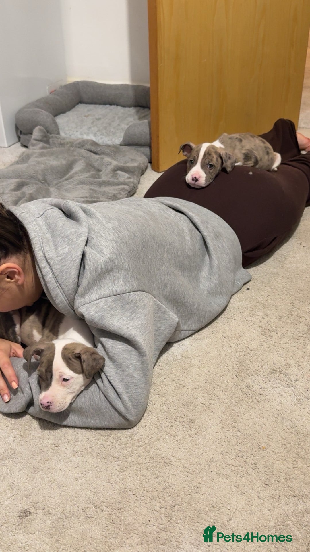 American Bulldog dogs for sale: American bulldog pups for sale  - Image 2