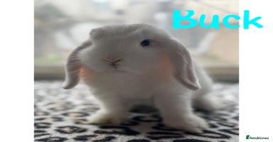 Mini Lop rabbits - Advert 12