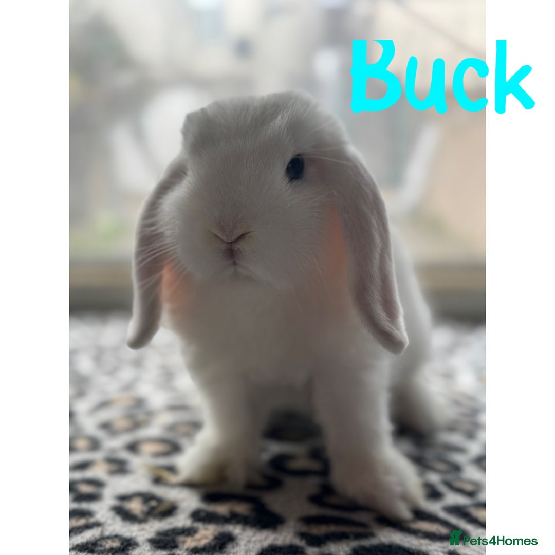 Mini Lop rabbits for sale: Pure breed mini lops male and female  - Image 3